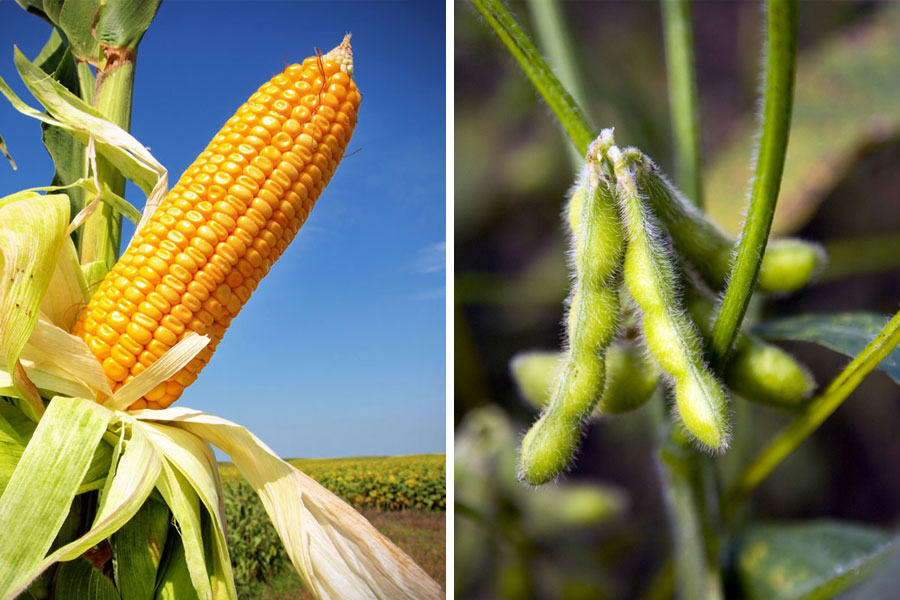 الزراعة الأمريكية تترك دون تغيير توقعاتها للذرة وفول الصويا على الرغم من الجفاف المتزايد