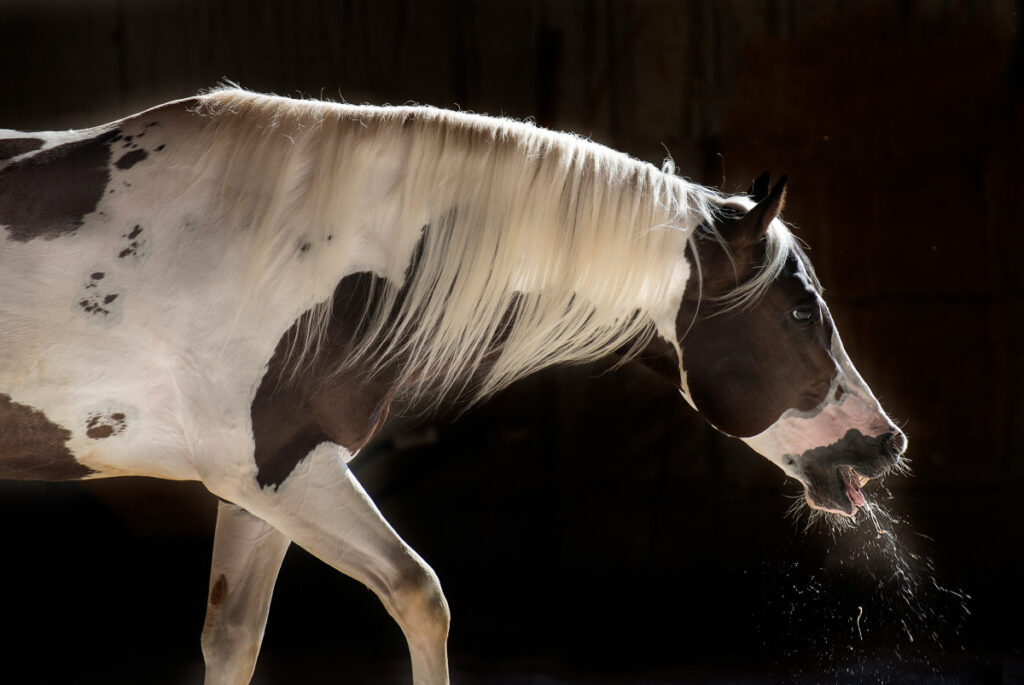 فيروسات الهربس الخيلية خطر يهدد صناعة الخيول