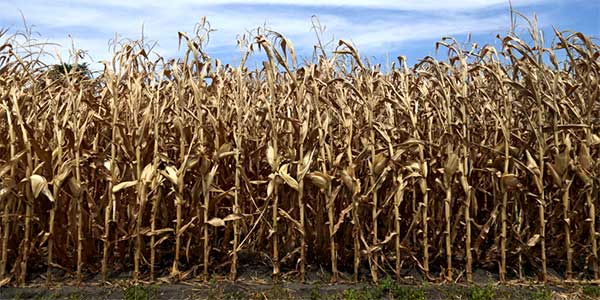 هل سيصمد محصول الذرة في الولايات المتحدة أمام موجة الجفاف التاريخي؟