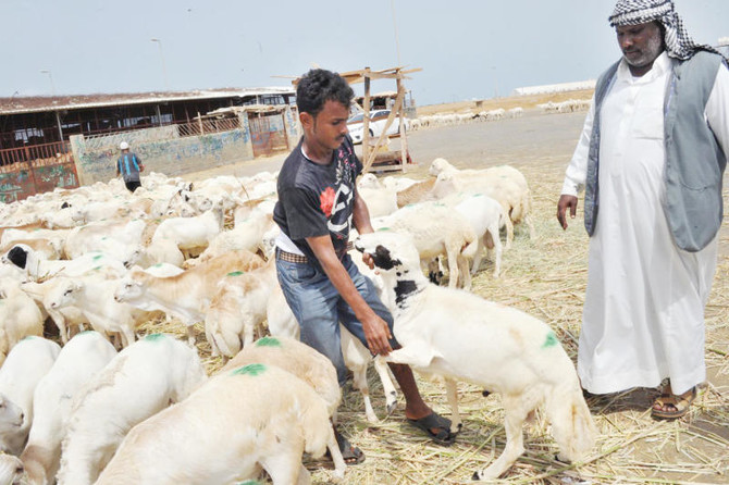 السعودية| ميناء جدة يستقبل أكثر من 1.7 مليون رأس ماشية استعدادا لعيد الأضحى المبارك
