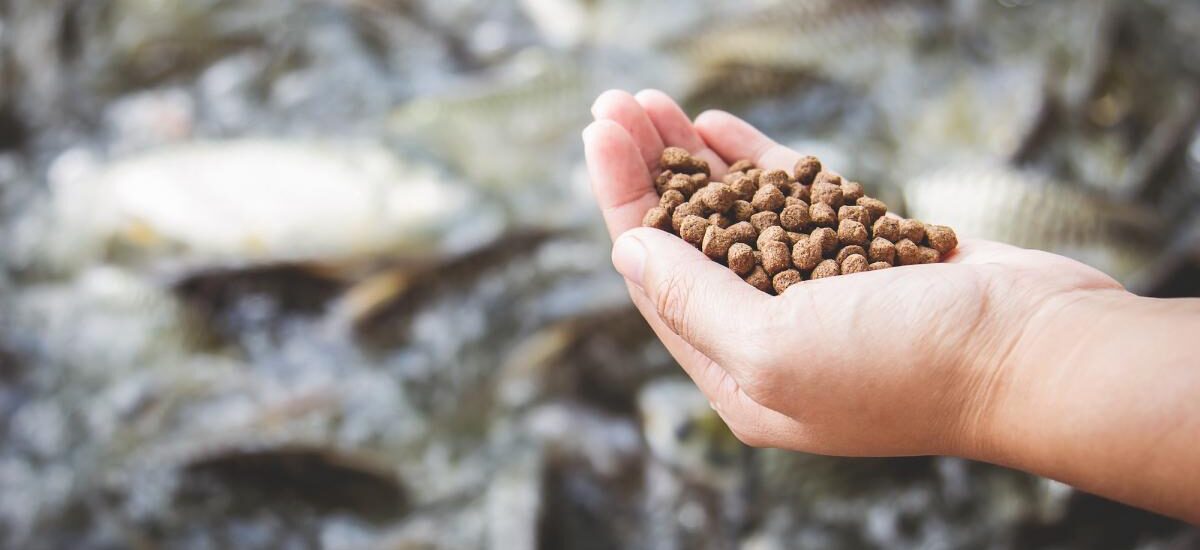 خاص| حالة ترقب يشهدها قطاع الإستزراع السمكي.. ومتوسط سعر أعلاف الأسماك يسجل 32 ألف جنيه