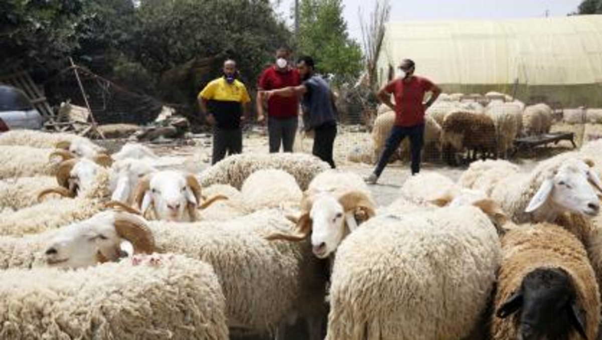 السعودية ترفع الحظر عن صادرات الماشية الأردنية