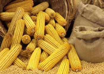 رويترز: مخاوف الجفاف تؤثر على العقود الآجلة للذرة بالسوق العالمي