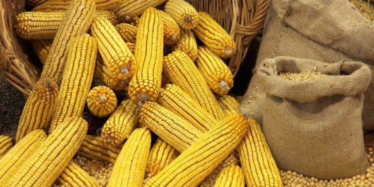 رويترز: مخاوف الجفاف تؤثر على العقود الآجلة للذرة بالسوق العالمي
