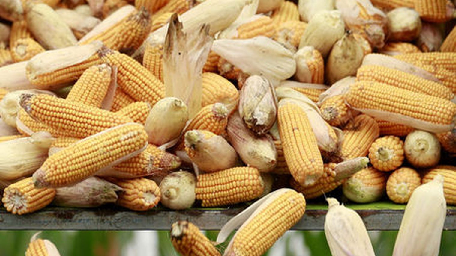 واردات زمبابوي من الذرة