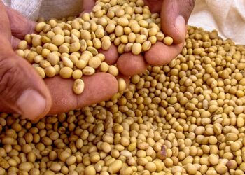 أحمد مطر يوضح لـ"قلم بيطري" أسباب تراجع الصويا مؤخرا!