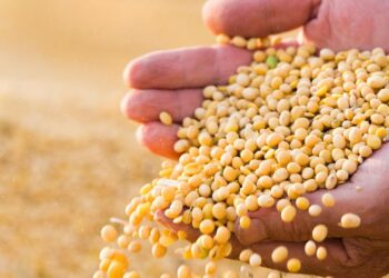 مدير بيع خامات لـ”قلم بيطري”: تراجع ملحوظ في أسعار الصويا.. والطن يسجل 32 ألف جنيه