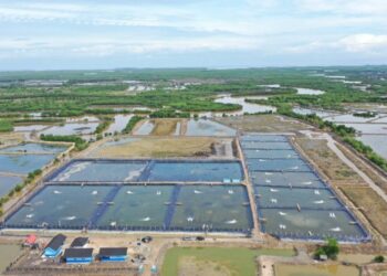 تفاصيل مبادرة البنك المركزي المصري لتمويل المزارع السمكية