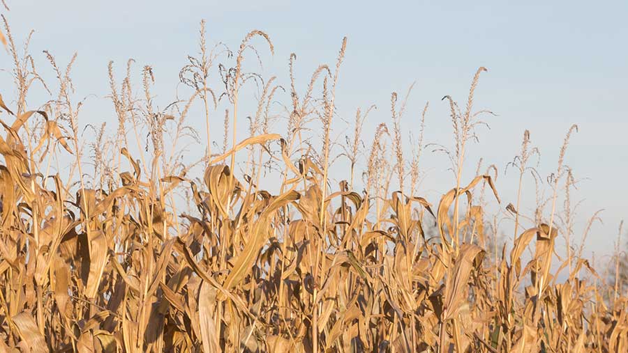 موجات جفاف قاسية.. تغير المناخ يهدد إنتاجية محصول الذرة في فرنسا
