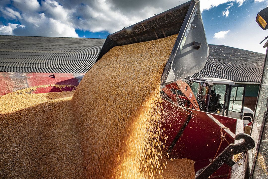 أمريكا اللاتينية تعزز واردات الولايات المتحدة من الذرة