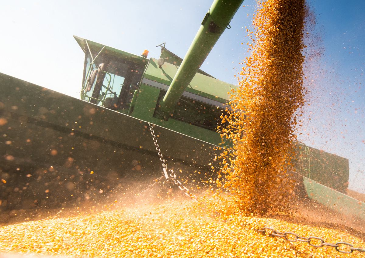 الزراعة الأمريكية تتوقع ارتفاع إنتاج الصين من الذرة لـ 280 مليون طن خلال الموسم المقبل
