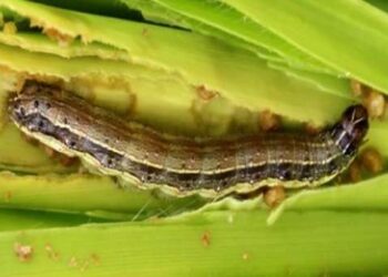 الزراعة تنظم 6 ندوات إرشادية لمزراعي الذرة لمواجهة دودة الحشد الخريفية