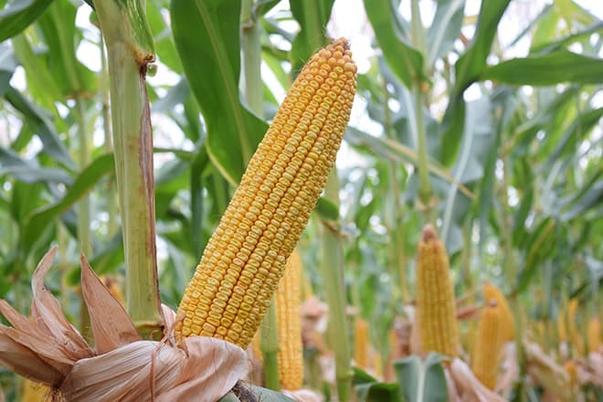 تقرير يكشف مدى خطورة تأخر حصاد الذرة الأرجنتيني على السوق محليا ودوليا