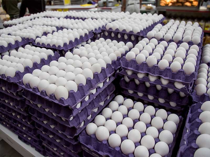 تراجع حاد في أسعار البيض الأبيض اليوم السبت بالمزرعة