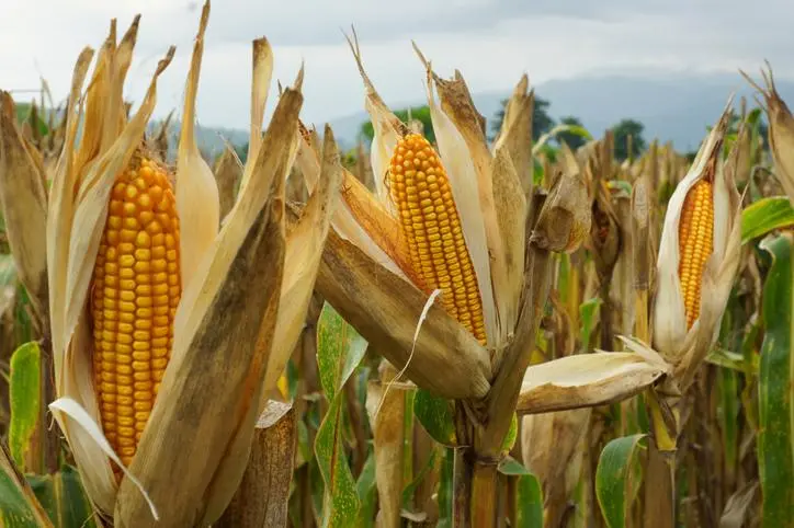 الأرجنتين تدرج الذرة بالدولار الزراعي وتزيد صادراتها إلى 26 مليون طن
