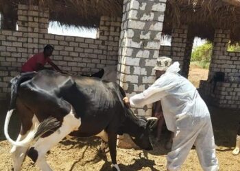 بيطري كفر الشيخ: تحصين 110 آلاف رأس ماشية ضد الحمى القلاعية والوادي المتصدع