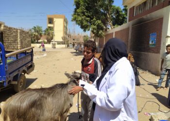 تحصين أكثر من 80 ألف رأس ماشية ضد الحمى القلاعية والوادي المتصدع في الغربية