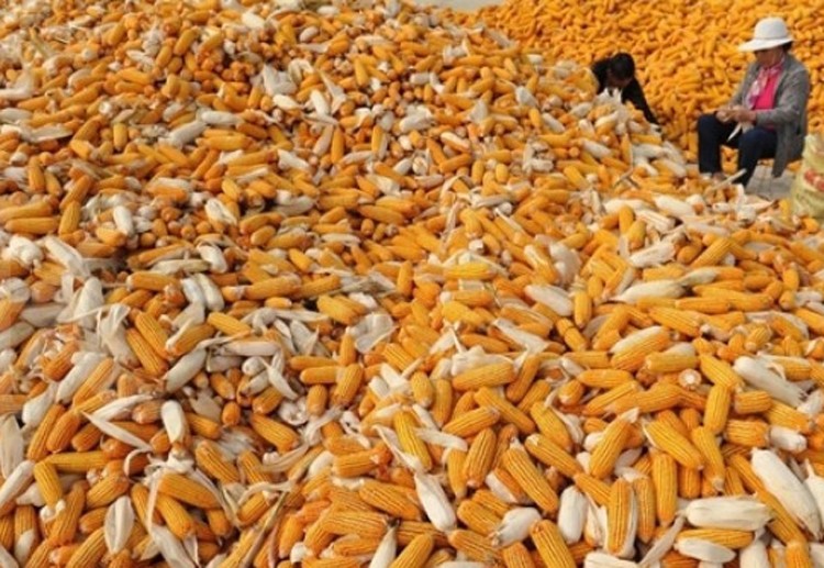 كوناب: اكتمال حصاد محصول الذرة البرازيلي الثاني بنسبة 47.9%