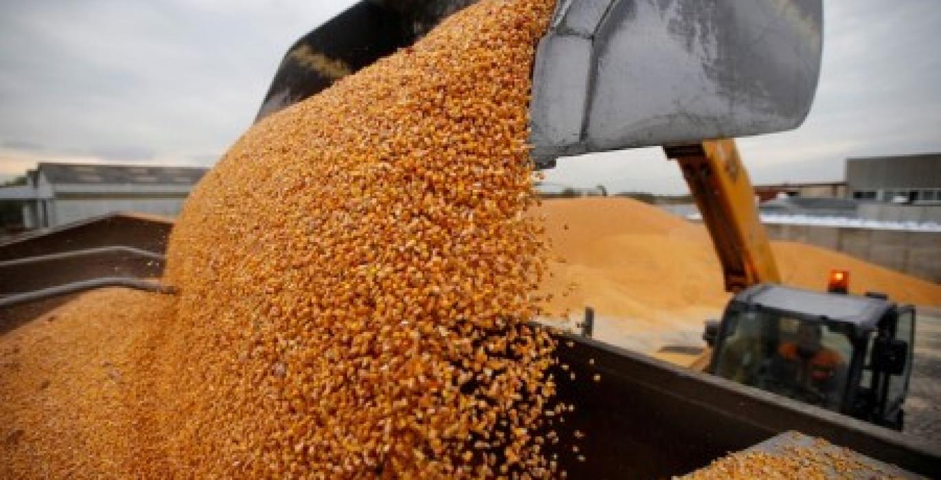 الجفاف وتقليص المساحات المزروعة تضر بانتعاش محصول الذرة في الاتحاد الأوروبي
