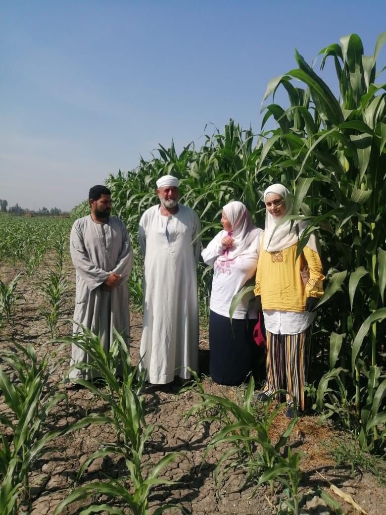 «زراعة الإسكندرية» تنظم يوما حقليا إرشاديا لدعم إنتاجية محصول الذرة بأبيس