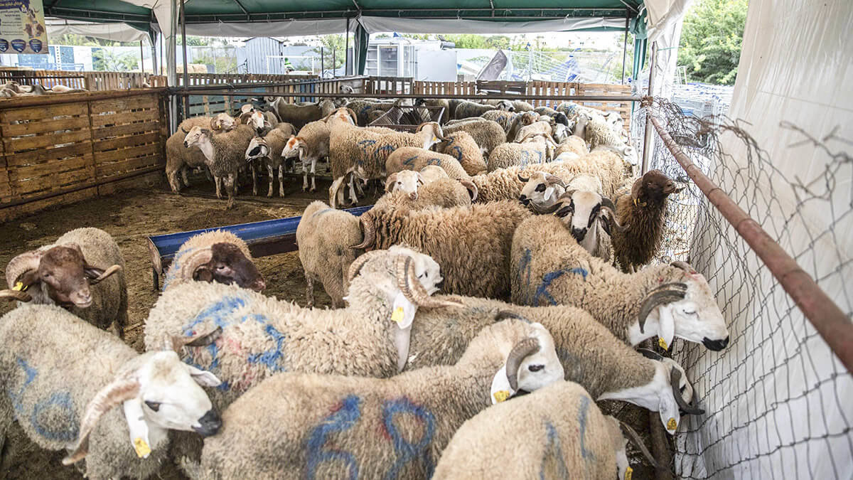 المغرب تستورد الماشية من أستراليا لمواجهة نقص اللحوم الحمراء