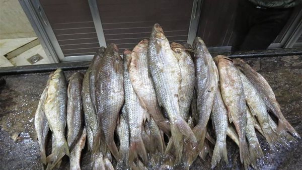 مصادرة 770 كيلو أسماك وفسيخ فاسد في كفرالشيخ