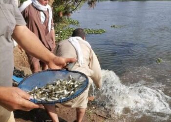 إلقاء ٤٠٠ ألف وحدة زريعة من أسماك المبروك الفضي بمحافظة بني سويف