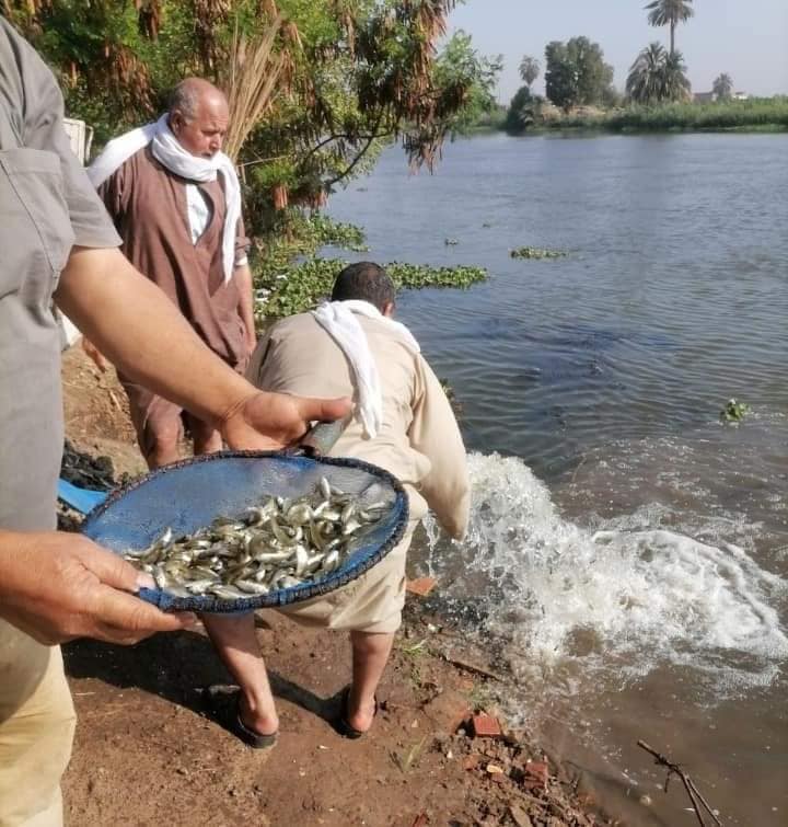 إلقاء ٤٠٠ ألف وحدة زريعة من أسماك المبروك الفضي بمحافظة بني سويف