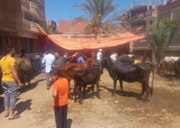 «بيطري الشرقية»: إجراء المسح التناسلي والتلقيح الاصطناعي لـ5 آلاف رأس ماشية