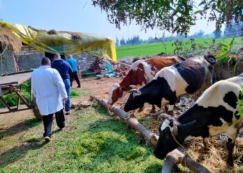 15 سيارة بيطرية متنقلة لتحصين الماشية فى الأماكن البعيدة بكفر الشيخ