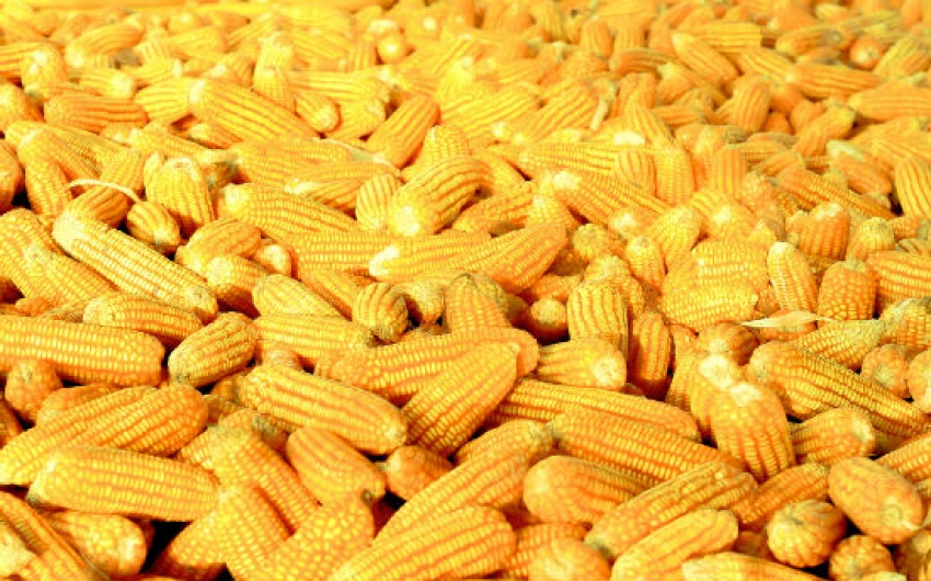 الاتحاد الأوروبي يخفض تقديرات محصول الذرة إلى 63.7 مليون طن لعام 2023