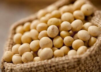 المجد للأعلاف: الصويا تصل لأدنى مستوياتها.. ووتوقعات بارتفاع طفيف خلال الفترة المقبلة