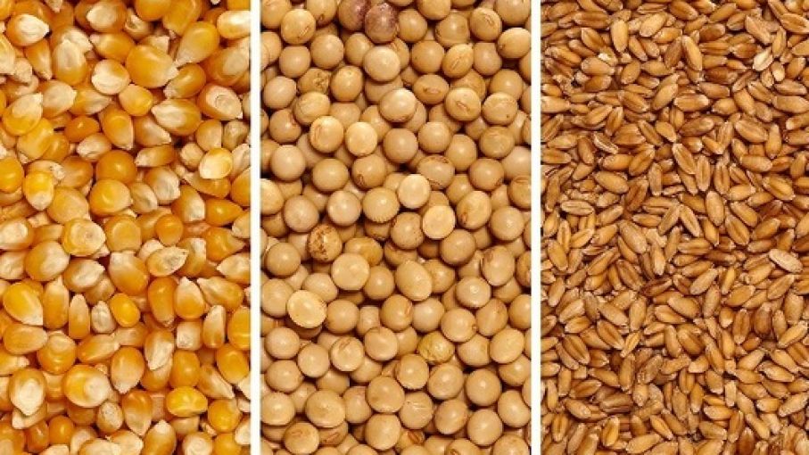 ارتفاع جماعي لعقود الذرة والصويا فبيل صدور تقرير الزراعة الأمريكية للعرض والطلب على المحاصيل الشهري