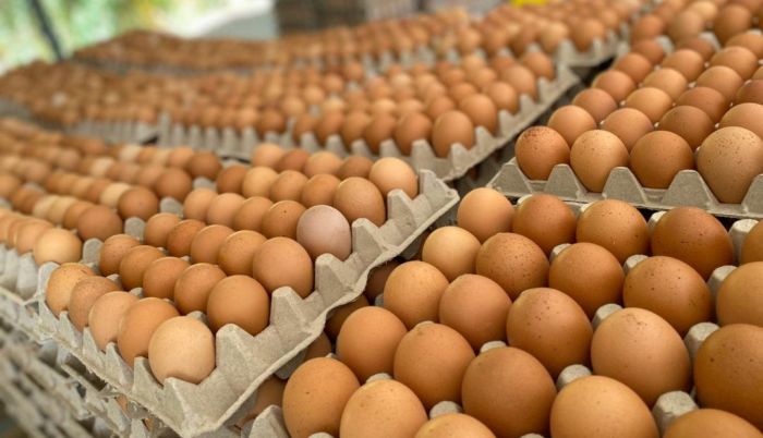 استقرار أسعار البيض اليوم الأحد بالمزرعة