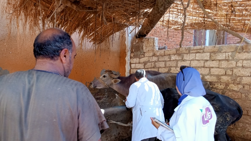 تحصين 51 ألف رأس ماشية ضد الأمراض المعدية بكفر الشيخ