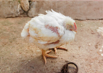 خطورة مرض الجمبورو فى دجاج التسمين