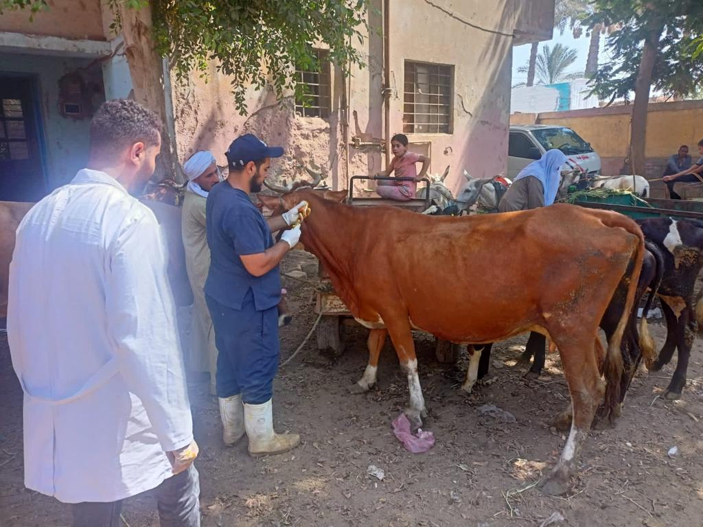 علاج وفحص أكثر من 5900 رأس ماشية مجانا لصغار المربين ببني سويف