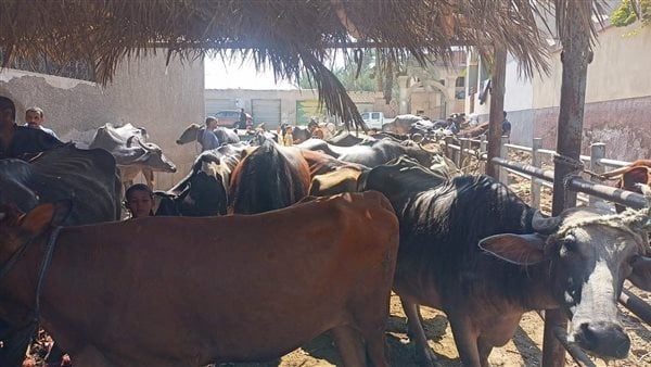 الزراعة: فحص وعلاج أكثر من 8000 رأس ماشية خلال قافلة بيطرية مجانية لصغار المربين