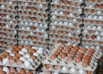 البيض البلدي