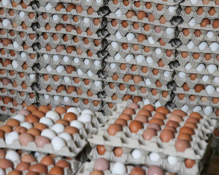 أسعار البيض اليوم