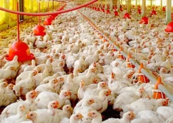 عبد العزيز السيد لـ"قلم بيطري": عيد الأضحى يمثل "نقطة الصفر" لصناعة الدواجن