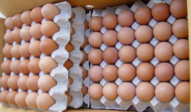أسعار البيض اليوم الإثنين بالمزرعة.. والبلدي يسجل 117 جنيها للطبق