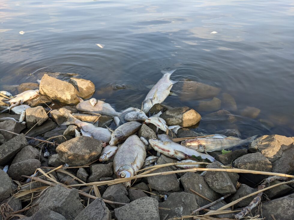 بعد نفوق أكثر من نصف الأسماك.. ألمانيا تتهم بولندا بالتقصير فى حماية نهر الأودر