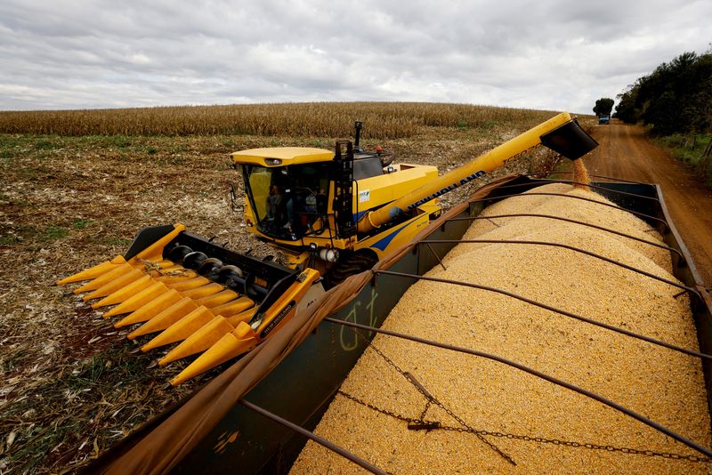اكتمال حصاد 47% من محصول الذرة الثاني في البرازيل
