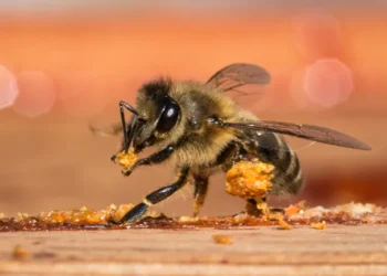 صمغ النحل (البرولوليس)