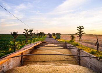 توقعات بقفزة قياسية في صادرات البرازيل من الذرة وفول الصويا خلال يوليو.. تقرير