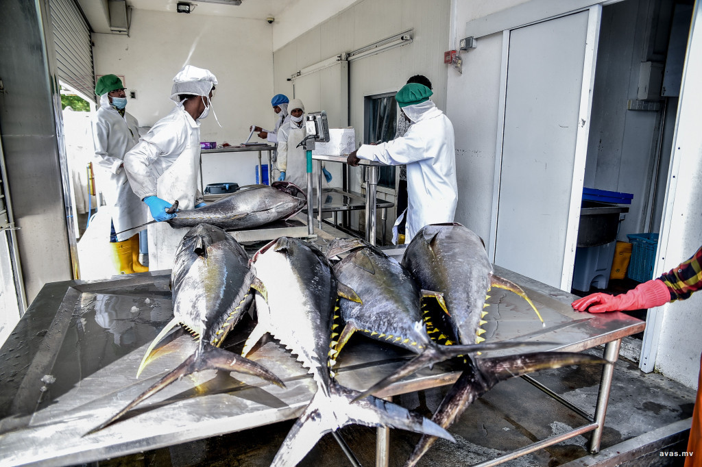 ارتفاع صادرات جزر المالديف من الأسماك بنسبة 13٪ في الأشهر الأربعة الأولى من 2023