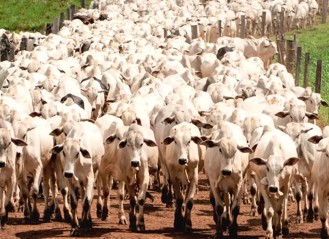 بـ224.6 مليون رأس.. أعداد الماشية في البرازيل تتخطى التعداد السكني