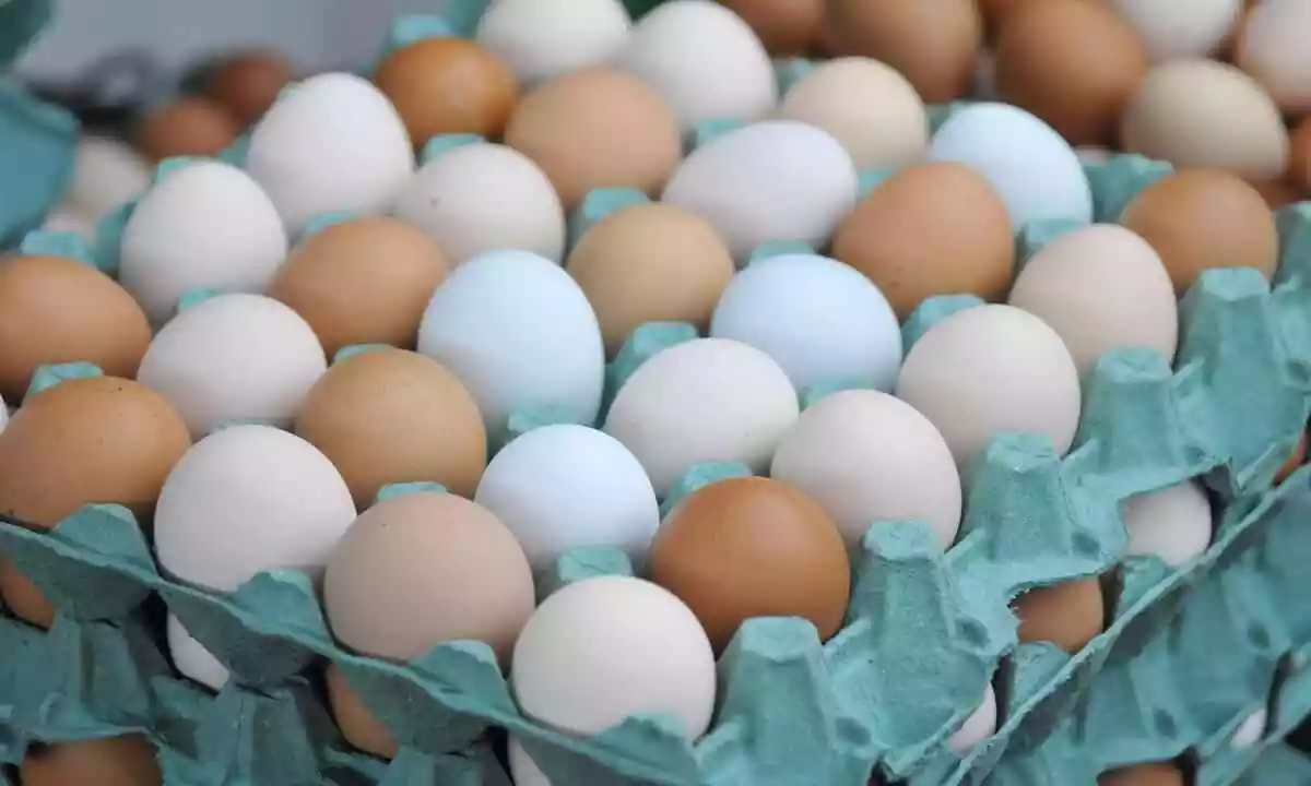 استقرار ملحوظ في أسعار البيض اليوم الأحد بالمزارع