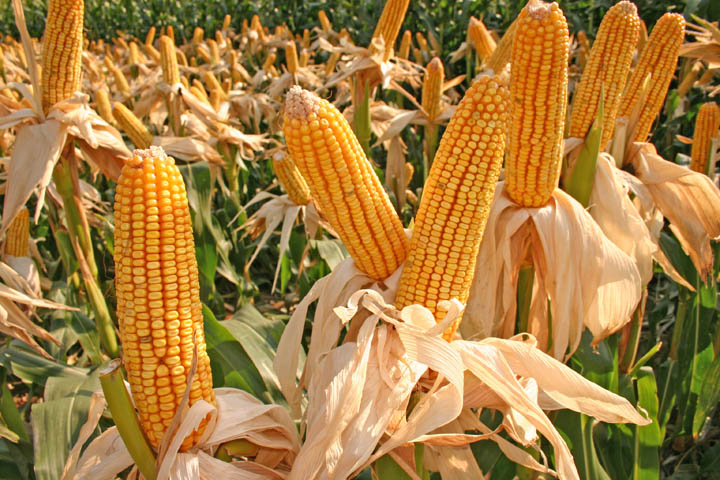 الانتهاء من حصاد 92% من محصول الذرة بولاية ماتو جروسو البرازيلية